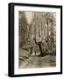 Wawona, a Giant Sequoia in Yosemite's Mariposa Grove, California, Circa 1890-null-Framed Giclee Print