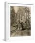 Wawona, a Giant Sequoia in Yosemite's Mariposa Grove, California, Circa 1890-null-Framed Giclee Print