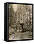 Wawona, a Giant Sequoia in Yosemite's Mariposa Grove, California, Circa 1890-null-Framed Stretched Canvas