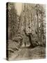 Wawona, a Giant Sequoia in Yosemite's Mariposa Grove, California, Circa 1890-null-Stretched Canvas