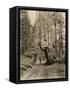 Wawona, a Giant Sequoia in Yosemite's Mariposa Grove, California, Circa 1890-null-Framed Stretched Canvas