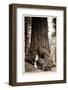 Wawona Big Tree and Auto, 1919-null-Framed Photographic Print