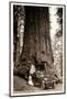 Wawona Big Tree and Auto, 1919-null-Mounted Photographic Print