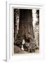 Wawona Big Tree and Auto, 1919-null-Framed Photographic Print