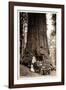 Wawona Big Tree and Auto, 1919-null-Framed Photographic Print