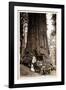 Wawona Big Tree and Auto, 1919-null-Framed Photographic Print