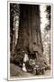 Wawona Big Tree and Auto, 1919-null-Mounted Photographic Print