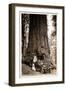 Wawona Big Tree and Auto, 1919-null-Framed Photographic Print