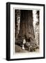 Wawona Big Tree and Auto, 1919-null-Framed Photographic Print