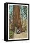 Wawona, Mariposa Big Tree Grove, Yosemite, California-null-Framed Stretched Canvas