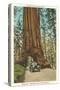 Wawona, Mariposa Big Tree Grove, Yosemite, California-null-Stretched Canvas