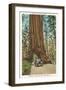 Wawona, Mariposa Big Tree Grove, Yosemite, California-null-Framed Art Print