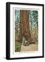 Wawona, Mariposa Big Tree Grove, Yosemite, California-null-Framed Art Print