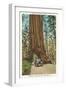 Wawona, Mariposa Big Tree Grove, Yosemite, California-null-Framed Art Print