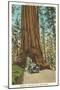 Wawona, Mariposa Big Tree Grove, Yosemite, California-null-Mounted Art Print