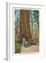 Wawona, Mariposa Big Tree Grove, Yosemite, California-null-Framed Art Print