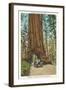 Wawona, Mariposa Big Tree Grove, Yosemite, California-null-Framed Art Print