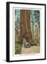 Wawona, Mariposa Big Tree Grove, Yosemite, California-null-Framed Art Print