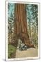 Wawona, Mariposa Big Tree Grove, Yosemite, California-null-Mounted Art Print