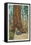 Wawona, Mariposa Big Tree Grove, Yosemite, California-null-Framed Stretched Canvas