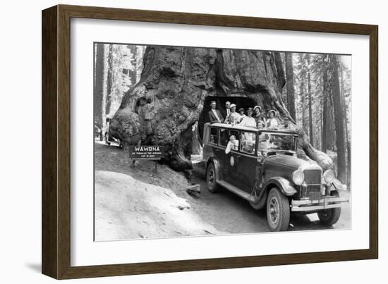 Wawona Tree-null-Framed Art Print