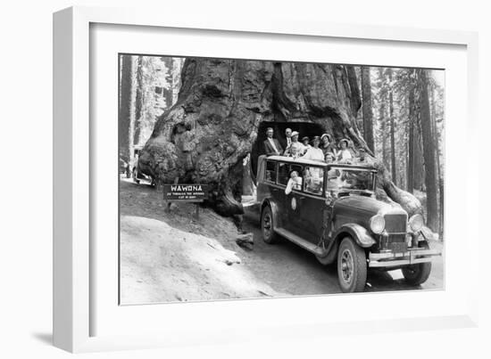 Wawona Tree-null-Framed Art Print