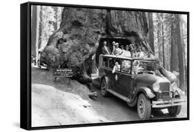 Wawona Tree-null-Framed Stretched Canvas