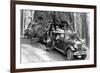 Wawona Tree-null-Framed Art Print