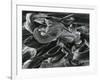 Wax On Window, 1980-Brett Weston-Framed Photographic Print