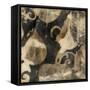 Waxen Treasures II-Jennifer Goldberger-Framed Stretched Canvas