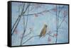 Waxwing, 2013-Ruth Addinall-Framed Stretched Canvas