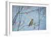 Waxwing, 2013-Ruth Addinall-Framed Giclee Print