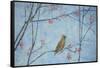 Waxwing, 2013-Ruth Addinall-Framed Stretched Canvas