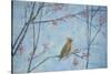 Waxwing, 2013-Ruth Addinall-Stretched Canvas