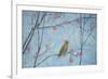 Waxwing, 2013-Ruth Addinall-Framed Giclee Print