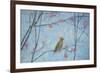 Waxwing, 2013-Ruth Addinall-Framed Giclee Print