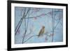 Waxwing, 2013-Ruth Addinall-Framed Giclee Print