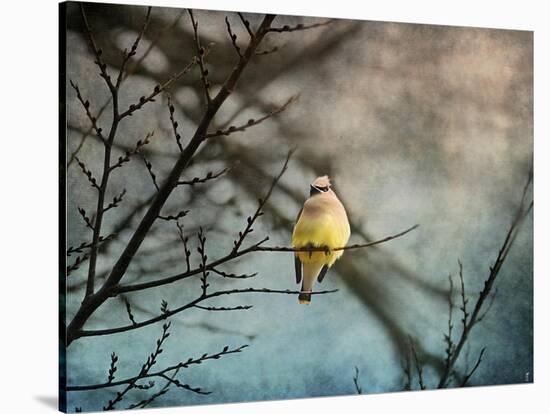Waxwing at Winter Sunset-Jai Johnson-Stretched Canvas