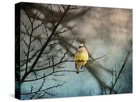 Waxwing at Winter Sunset-Jai Johnson-Stretched Canvas