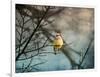 Waxwing at Winter Sunset-Jai Johnson-Framed Giclee Print