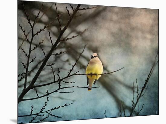 Waxwing at Winter Sunset-Jai Johnson-Mounted Giclee Print