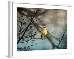 Waxwing at Winter Sunset-Jai Johnson-Framed Giclee Print