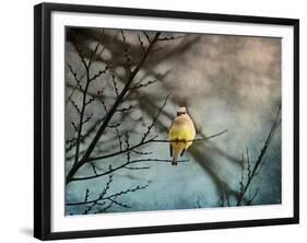 Waxwing at Winter Sunset-Jai Johnson-Framed Giclee Print