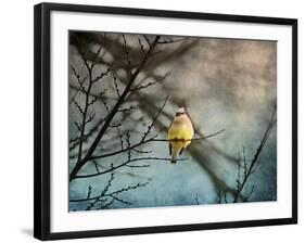 Waxwing at Winter Sunset-Jai Johnson-Framed Giclee Print