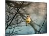 Waxwing at Winter Sunset-Jai Johnson-Mounted Giclee Print