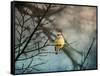 Waxwing at Winter Sunset-Jai Johnson-Framed Stretched Canvas