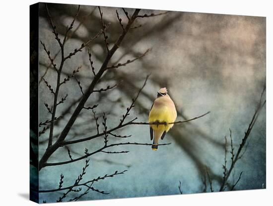 Waxwing at Winter Sunset-Jai Johnson-Stretched Canvas