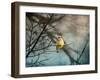 Waxwing at Winter Sunset-Jai Johnson-Framed Giclee Print