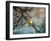 Waxwing at Winter Sunset-Jai Johnson-Framed Giclee Print