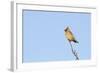 Waxwing (Bombycilla Garrulus) Perched in a Tree, Whitstable, Kent, England, UK, February-Terry Whittaker-Framed Photographic Print